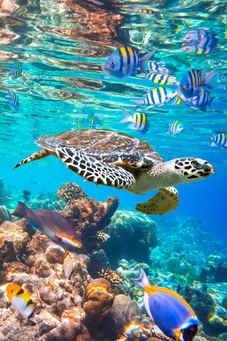House Reef Snorkelling