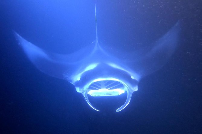 Manta Ray Night Dive